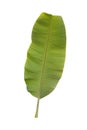 Banana leaf isolated