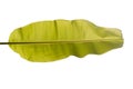 Full banana leaves