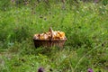 A full basket of chanterelle mushrooms in the forest in the grass Royalty Free Stock Photo