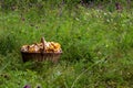 A full basket of chanterelle mushrooms in the forest in the grass Royalty Free Stock Photo