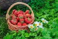 Full basket with fresh picked red ripe strawberries Royalty Free Stock Photo