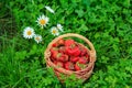 Full basket with fresh picked red ripe strawberries Royalty Free Stock Photo