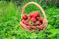 Full basket with fresh picked red ripe strawberries Royalty Free Stock Photo