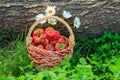 Full basket with fresh picked red ripe strawberries Royalty Free Stock Photo