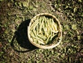 Full basket of green beans Royalty Free Stock Photo