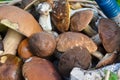 Full basket of mushrooms. The result of the successful collection of edible mushrooms in autumn forest. Royalty Free Stock Photo