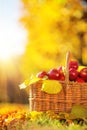 Full basket of red juicy organic apples with yellow leaves on au