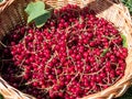 Full basket of ripe red currants in the sunlight in the grass Royalty Free Stock Photo