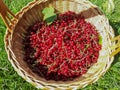 Full basket of ripe red currants in the sunlight in the grass Royalty Free Stock Photo