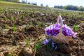 Full basket of saffron flowers in a wicker basket on a saffron field during flowering. Royalty Free Stock Photo