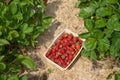 Full basket of strawberries between rows of strawberry plants