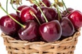 Full basket of sweet red cherries on a stem close up Royalty Free Stock Photo