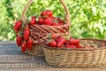 Full baskets with just picked fresh red ripe strawberries on wooden desks Royalty Free Stock Photo