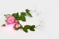 Full beam LED lamp framed with a blooming pea shoot on a white background in a pink glow. Copy space. Royalty Free Stock Photo