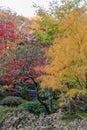 Full of beautiful fall colors at Japanese Garden, Seattle Washington Royalty Free Stock Photo