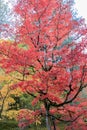 Full of beautiful fall colors at Japanese Garden, Seattle Washington Royalty Free Stock Photo