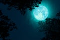full Beaver Moon back on dark cloud on silhouette tree and the night sky Royalty Free Stock Photo