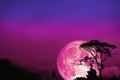 full Beaver moon back over silhouette tree in field on night sky