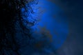 full beaver moon back silhouette dry tree in night sky