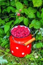 Full bidon of ripe raspberries Royalty Free Stock Photo