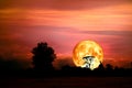 full blood moon back over silhouette branch tree in field on night sky Royalty Free Stock Photo