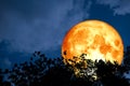 full blood moon back over silhouette top trees and colorful sky Royalty Free Stock Photo