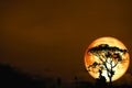 full blood moon back over silhouette tree in field on night sky Royalty Free Stock Photo
