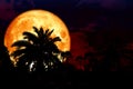 full blood moon back silhouette in the ancient palm park night r