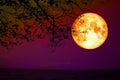 full blood moon back silhouette dry tree night sky over sea Royalty Free Stock Photo