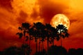 full blood moon back silhouette high palms in dark red orange ni