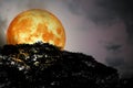 Full blood moon back silhouette trees and colorful sky Royalty Free Stock Photo