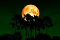 full blood moon back top silhouette high palms in dark night sky