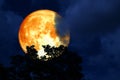 full blood moon over silhouette top trees and colorful sky Royalty Free Stock Photo
