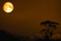 full blood moon over silhouette tree in field night sky Royalty Free Stock Photo