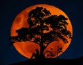 Full blood moon with southern cross stars in background as silhouette of a woman reading under the Lebanese cedar tree