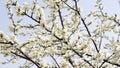 The full blooded pear blossom of a warm spring day. Royalty Free Stock Photo