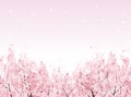 Full bloom of beautiful Cherry blossom trees
