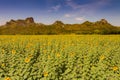 Full bloom big sunflower field Royalty Free Stock Photo