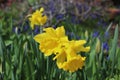 Full bloom bright yellow daffodil flowers Royalty Free Stock Photo