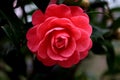 Full bloom camellia blossom in Taiwan Royalty Free Stock Photo