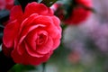 Full bloom camellia blossom in Taiwan