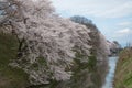 The full bloom Cherry-blossom trees along Kajo castle moats. Royalty Free Stock Photo