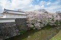 The full bloom Cherry-blossom trees along the Kajo castle moats Royalty Free Stock Photo