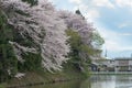 The full bloom Cherry-blossom trees along Kajo castle moats. Royalty Free Stock Photo