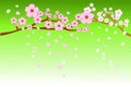 Full bloom cherry blossoms and blowing/flying petals on gradient light green background. Vector illustration, EPS10.