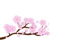 Full bloom cherry blossoms and blowing/flying petals isolated on white background. Vector illustration.