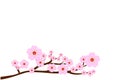 Full bloom cherry blossoms and blowing/flying petals isolated on white background. Vector illustration.