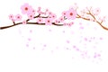 Full bloom cherry blossoms and blowing/flying petals isolated on white background. Vector illustration, EPS10. Royalty Free Stock Photo