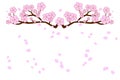 Full bloom cherry blossoms and blowing/flying petals isolated on white background. Vector illustration in flat design. Royalty Free Stock Photo