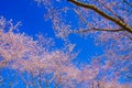 Full bloom of the cherry tree and sunny blue sky Chofu Airport